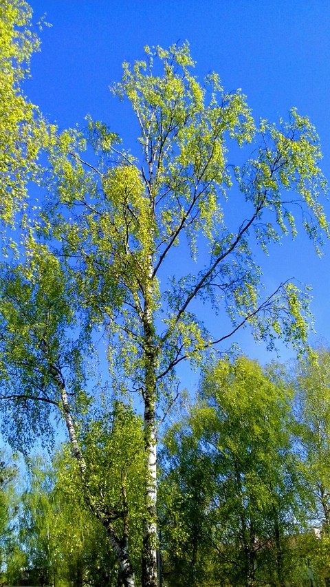 ταπετσαρίες tree, ecosystem