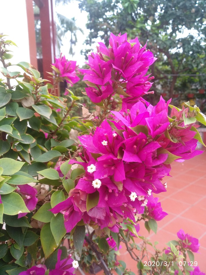 hoa giấy