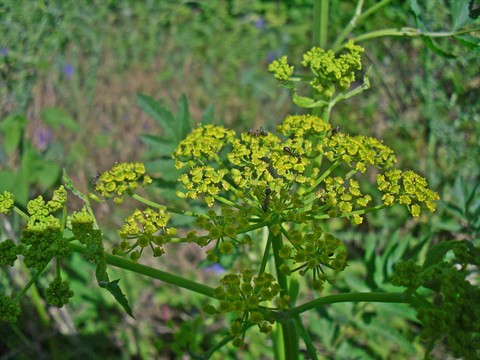 тапети asafoetida, plant