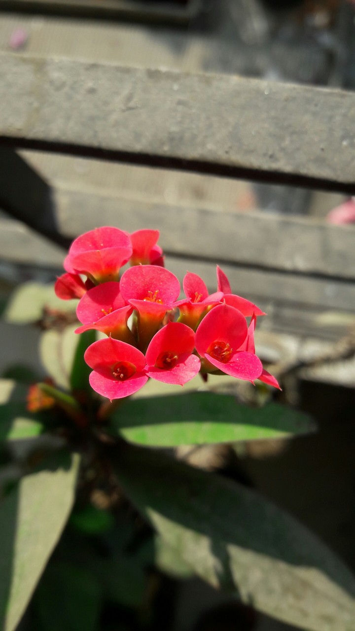 My garden's flower