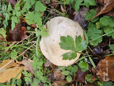Green, Red, Fungus
