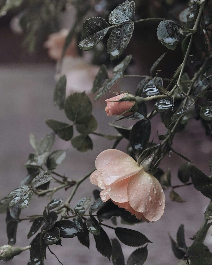 flora#plant