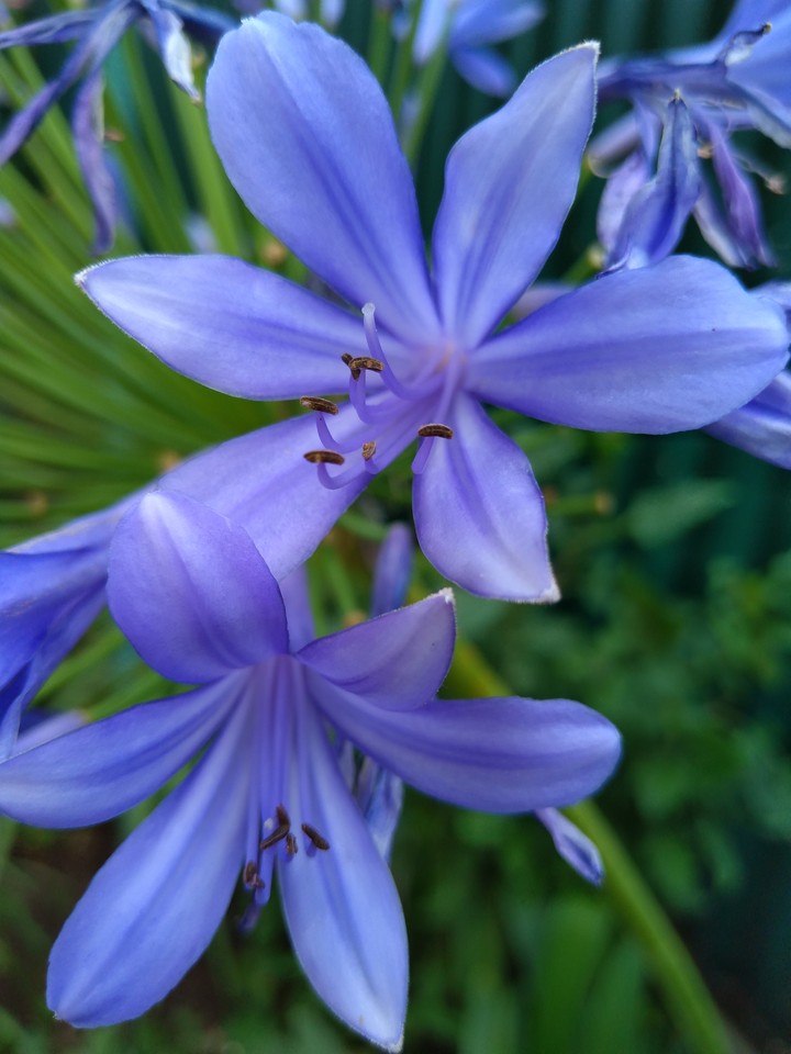 blue