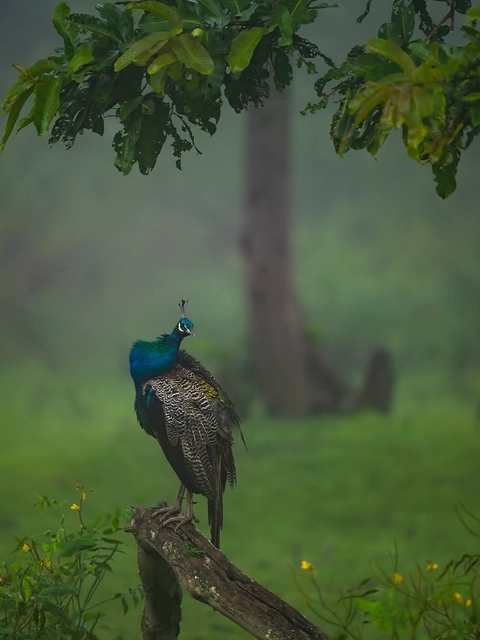 Ranthambore National Park, Zone 6 — Rajasthan, India