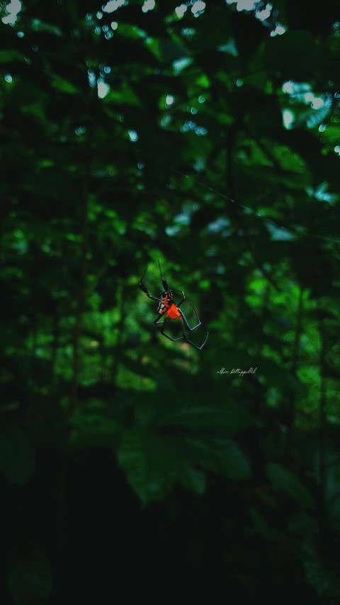 Spider Cam