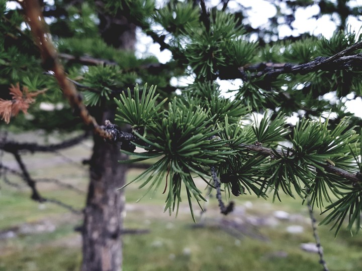 tree