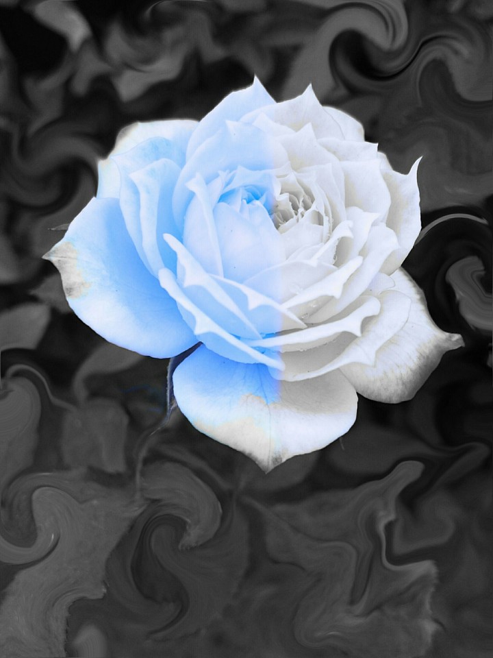ghostof a rose