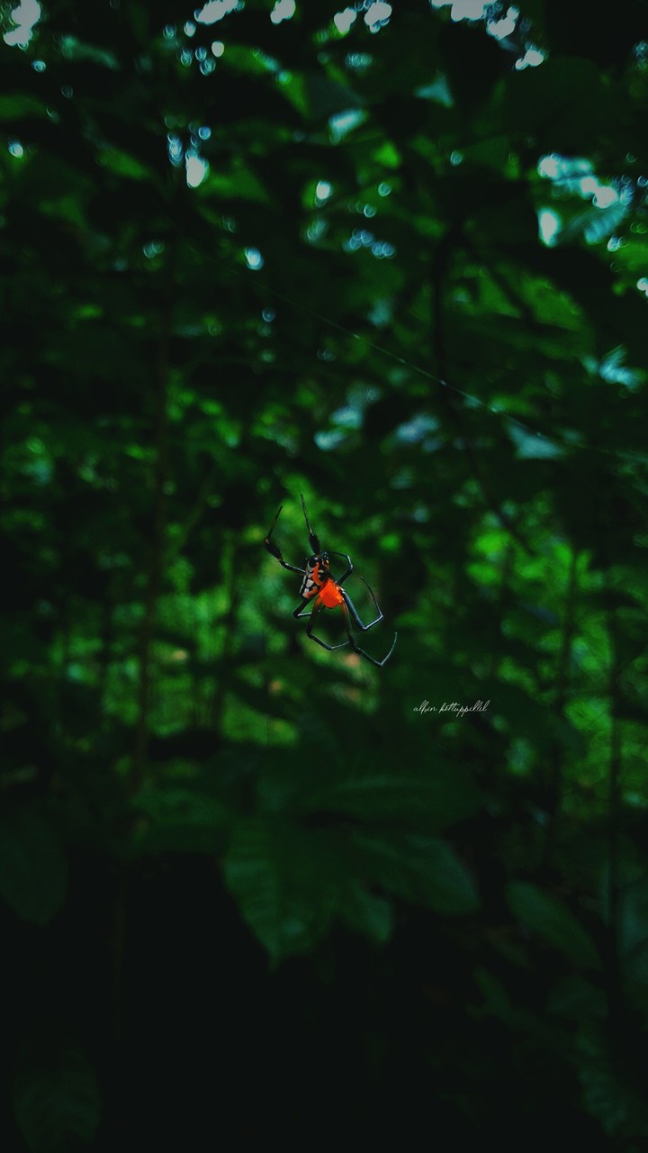 Spider Cam