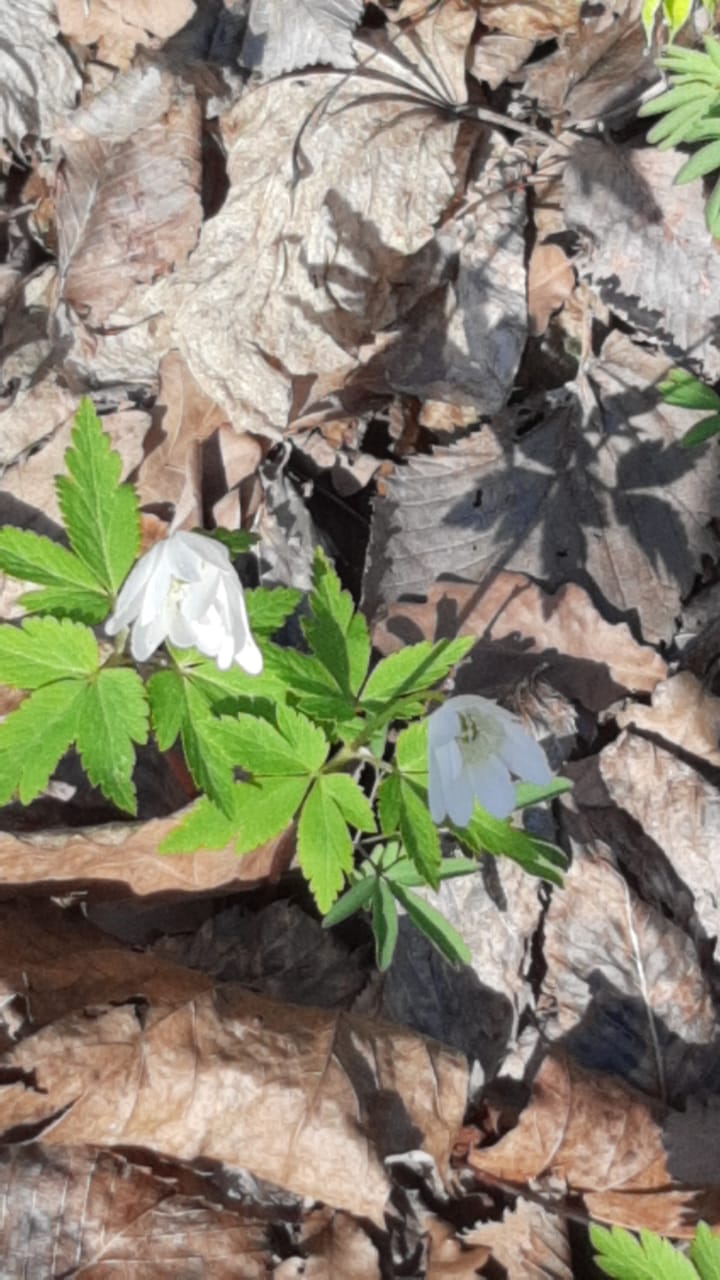 подснежник.29.04.2021