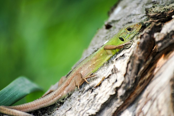 resting lizard