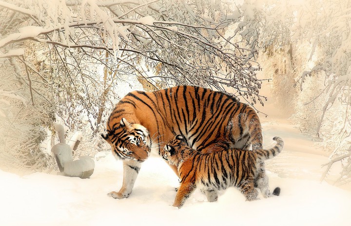 Tiger Mama