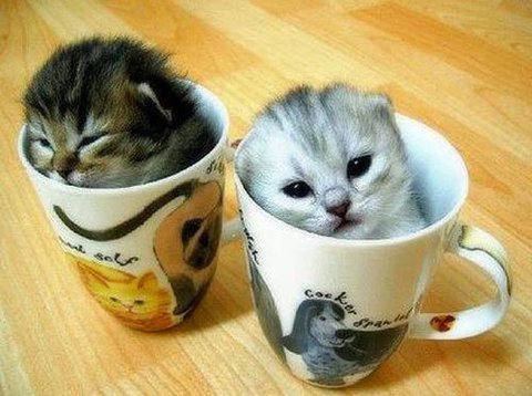 cats