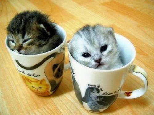 cats
