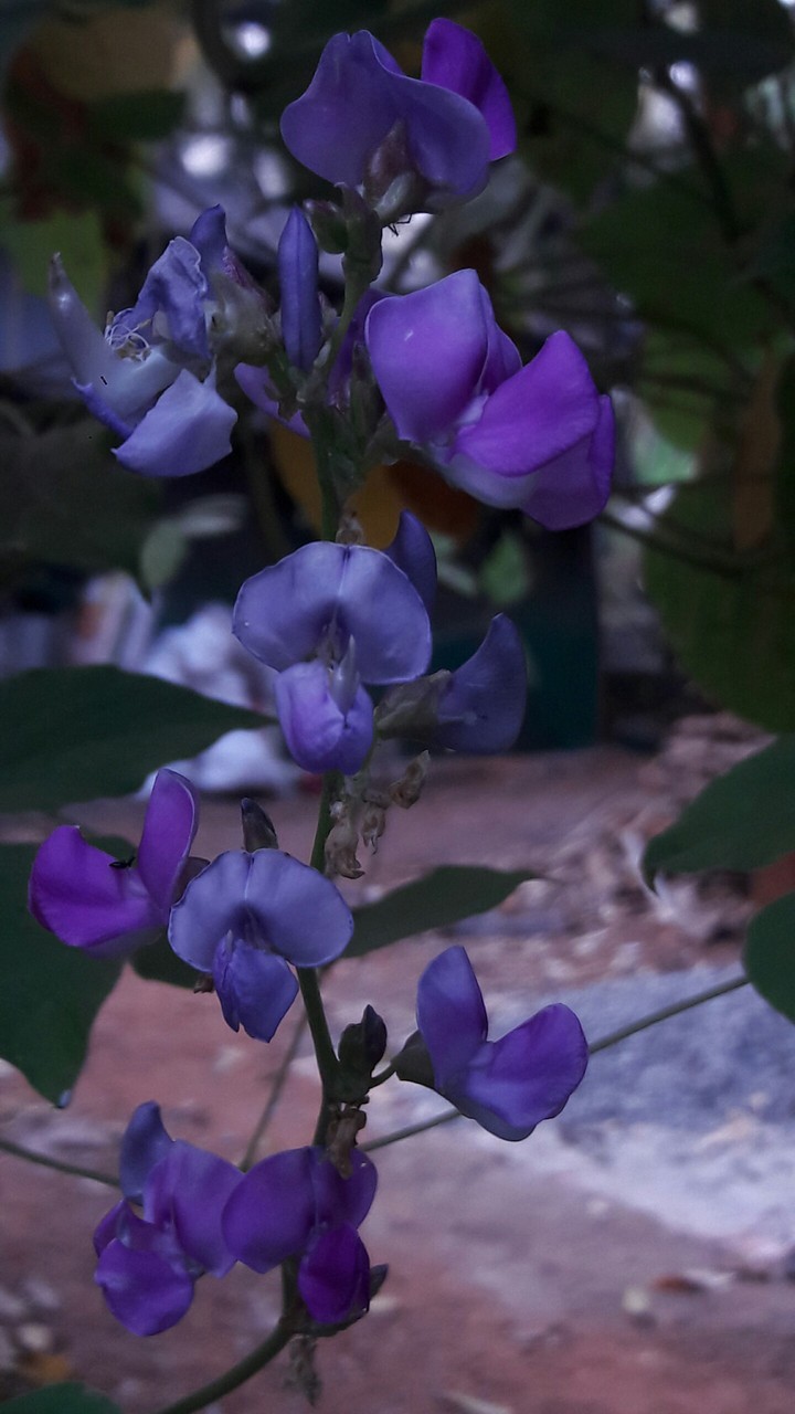 flower
