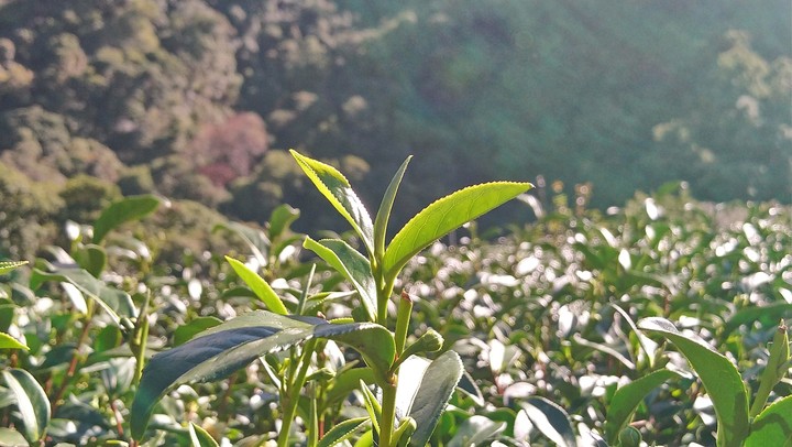 Qilai Mountain Area 1600m tea tree