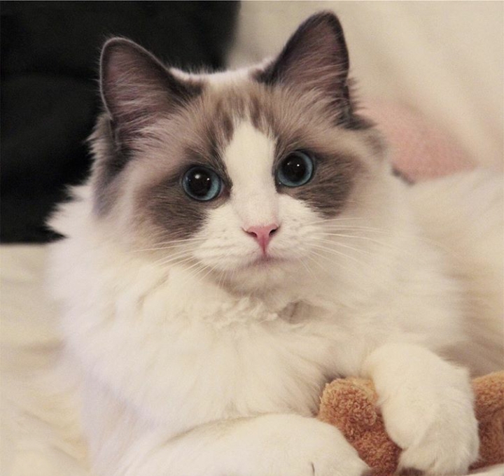 cat