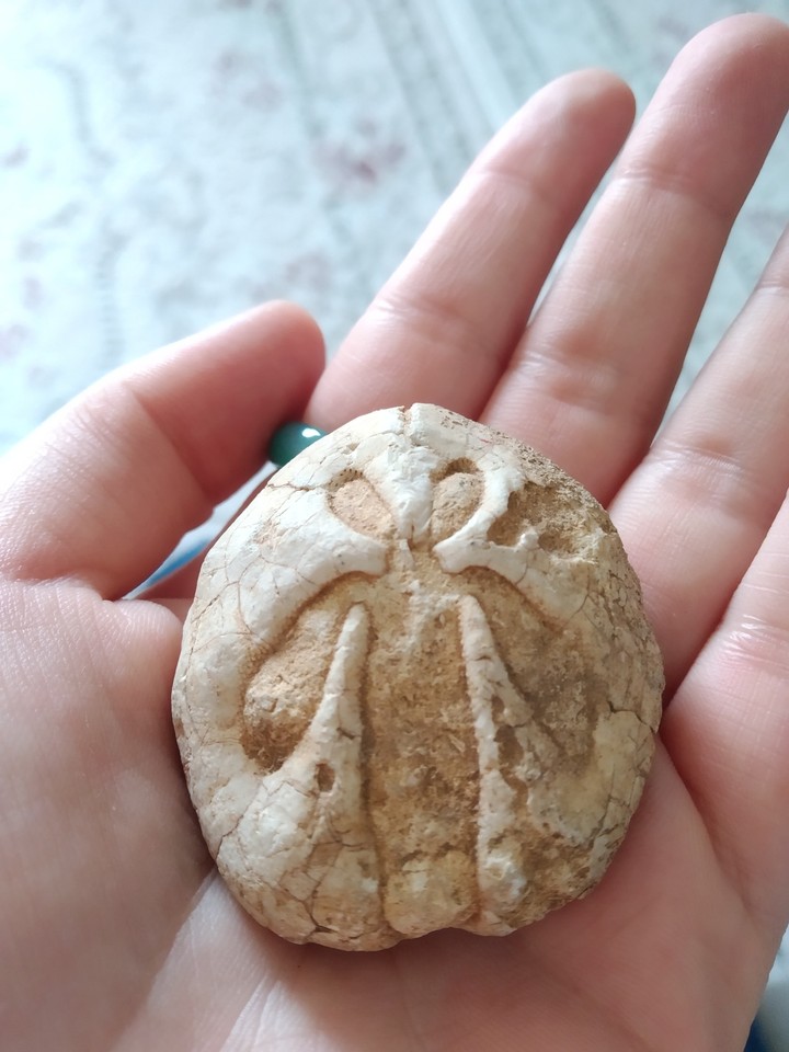 fossil