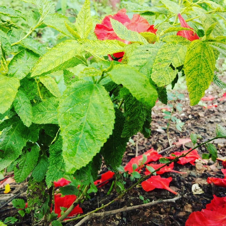 nature frower
