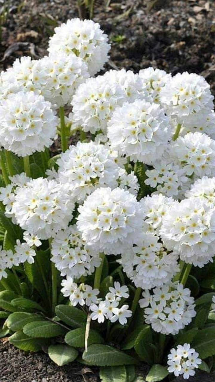white... flowers