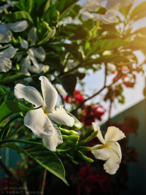 Flowers