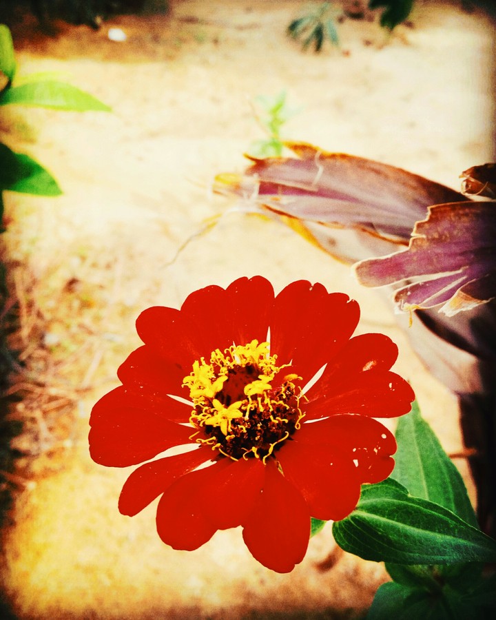 red flower