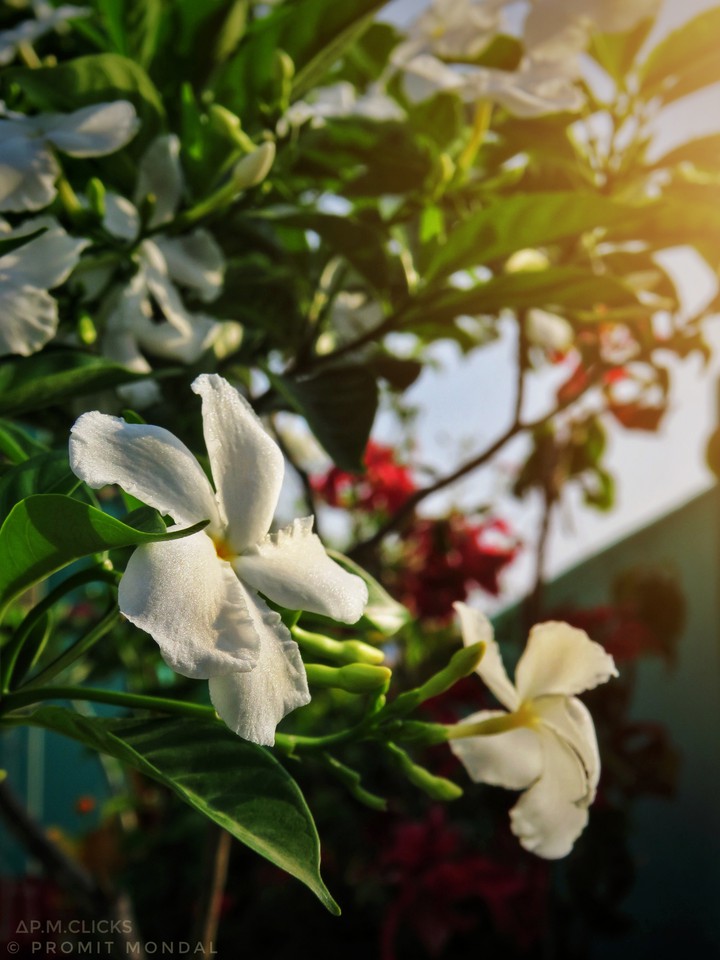 Flowers