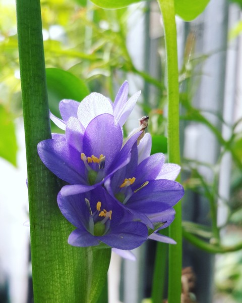 waterplant