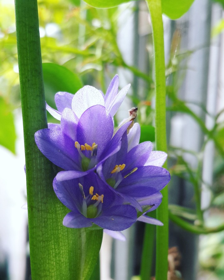 waterplant