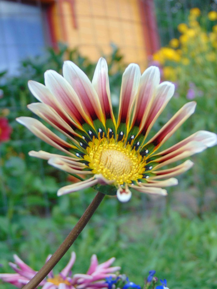 They say that short-lived flowers dance as they are blown aw
