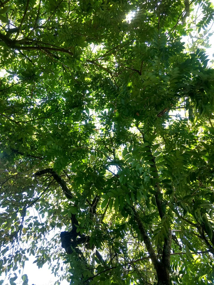 Nature