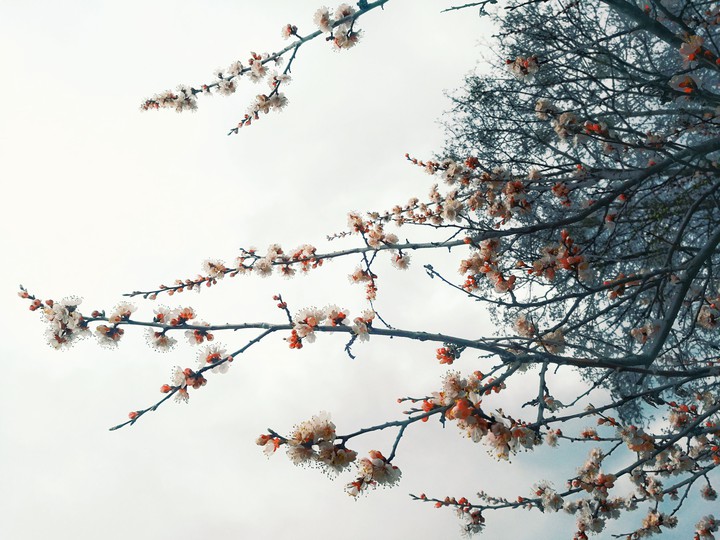 spring time