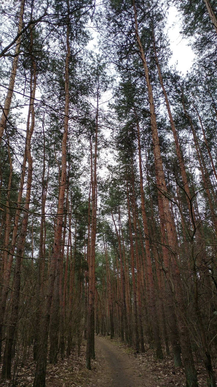 Forest