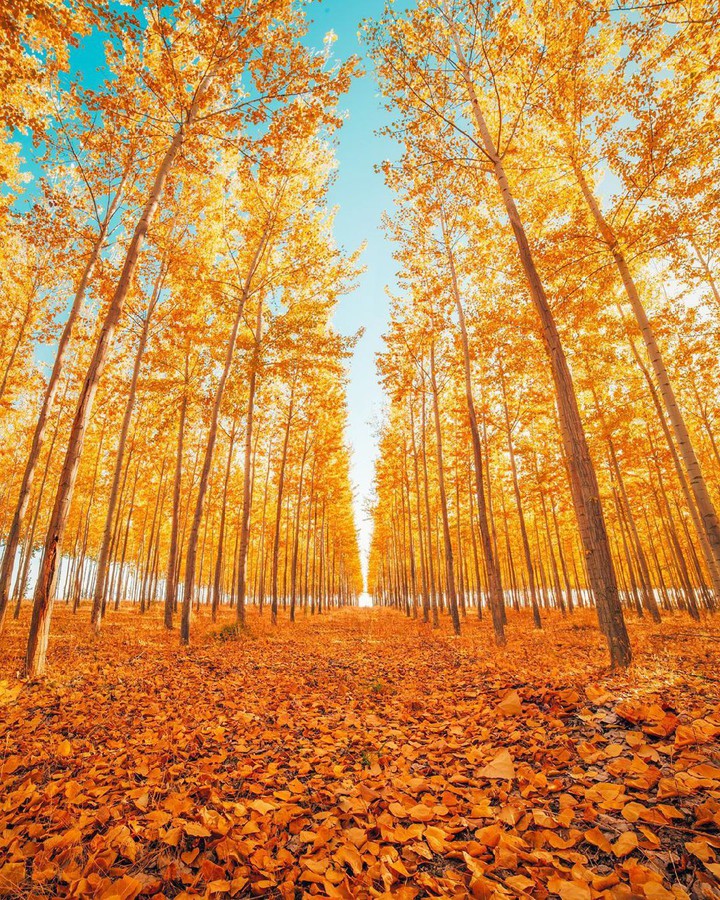 ➰ FALL ➰