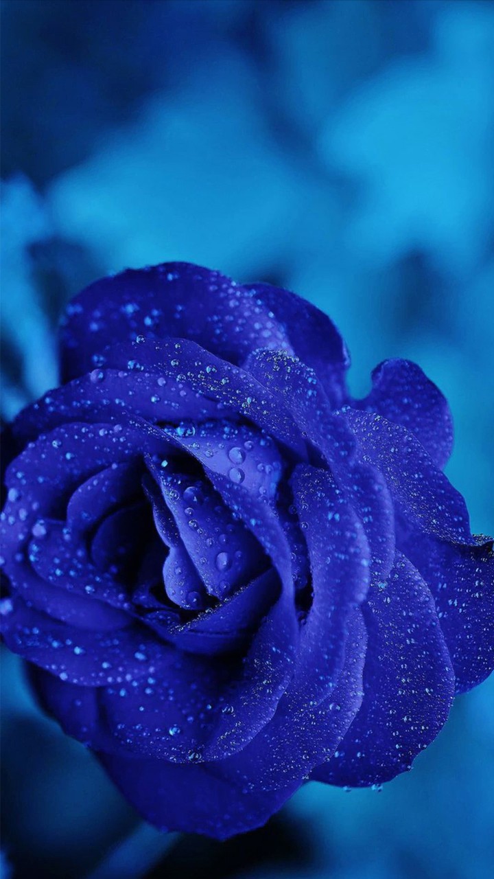 Blue Rose