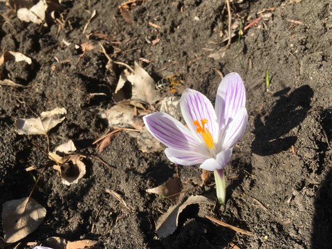 honey bee