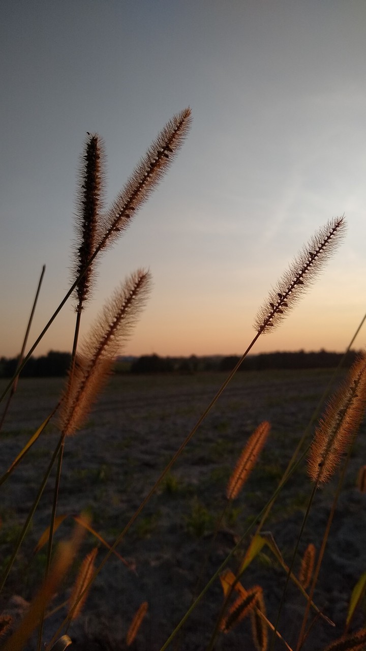 Field