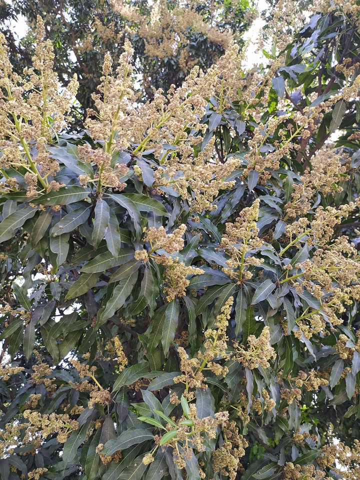 Mango