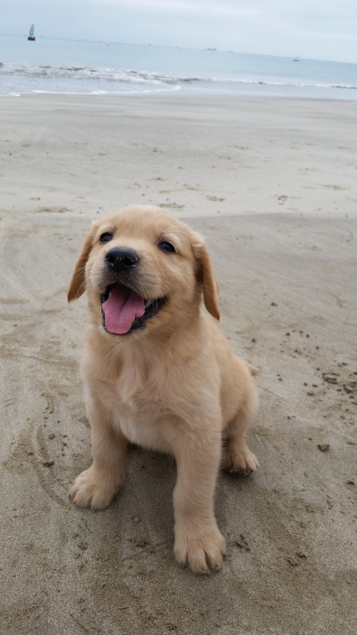 Happy Phill