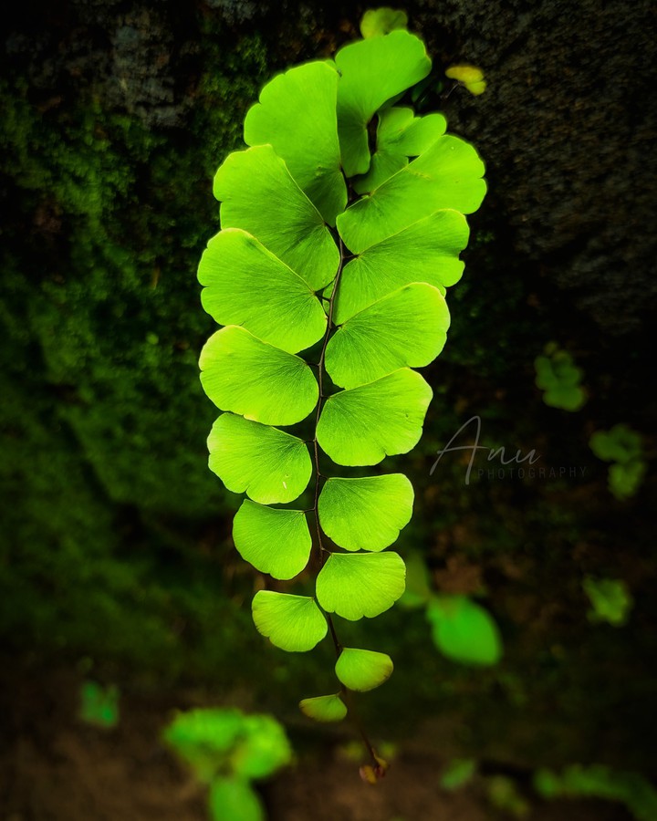 greeny