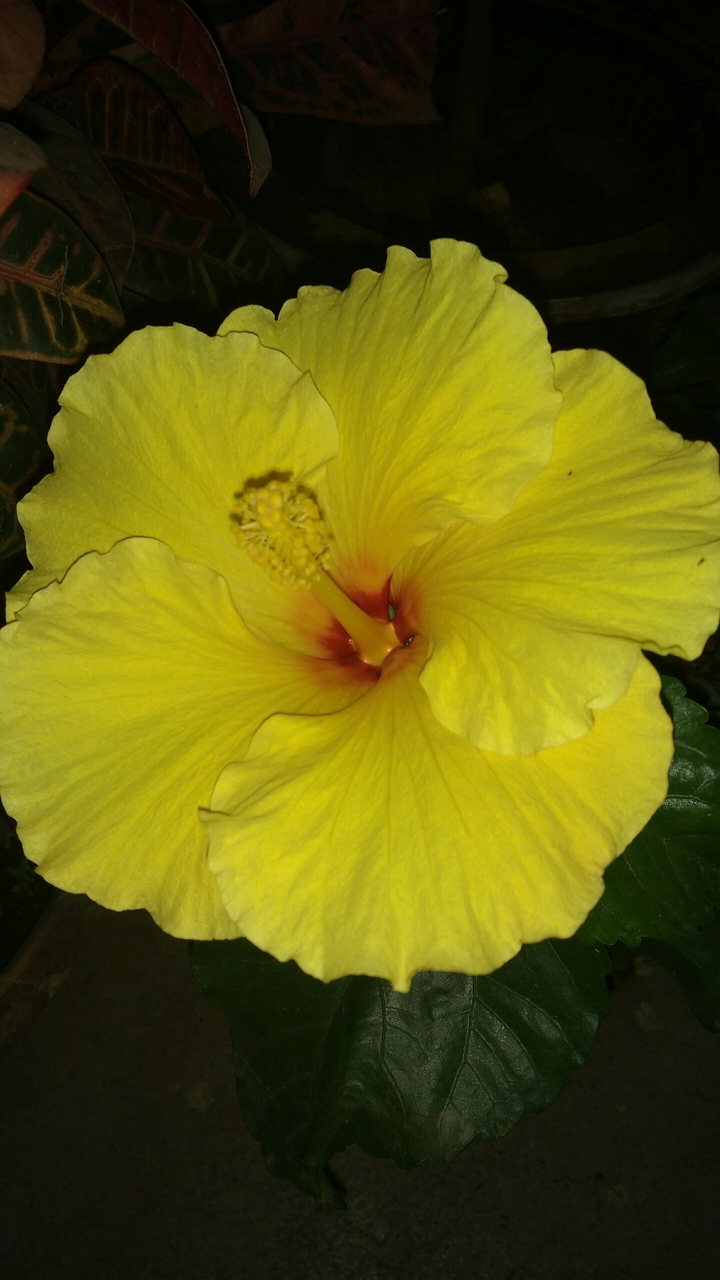 yellow yellow