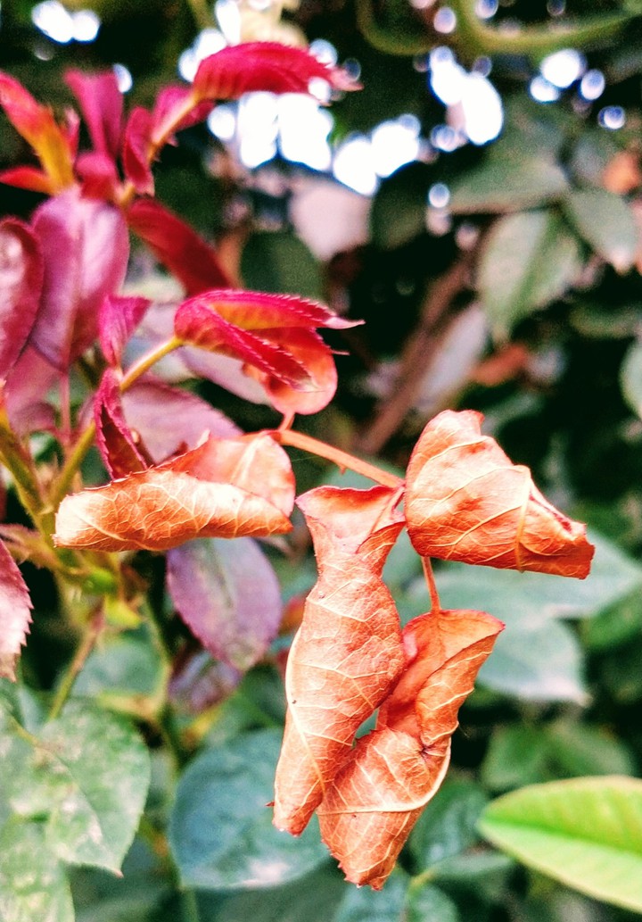 dry leaves