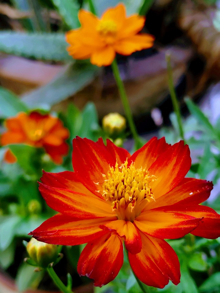 Cosmos
