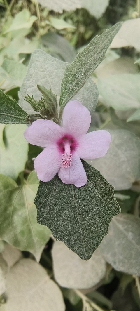 fonds d'écran subshrub, mayflower