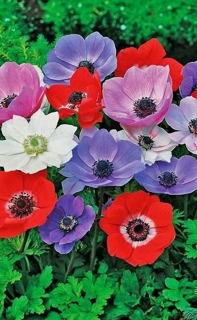 flores de rodas as cores