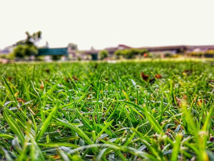 Grass