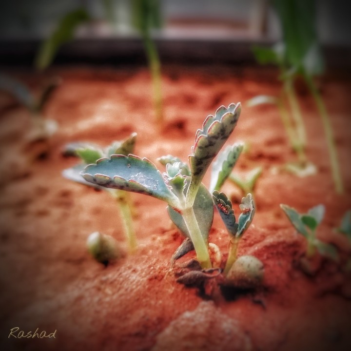 small plants call allah