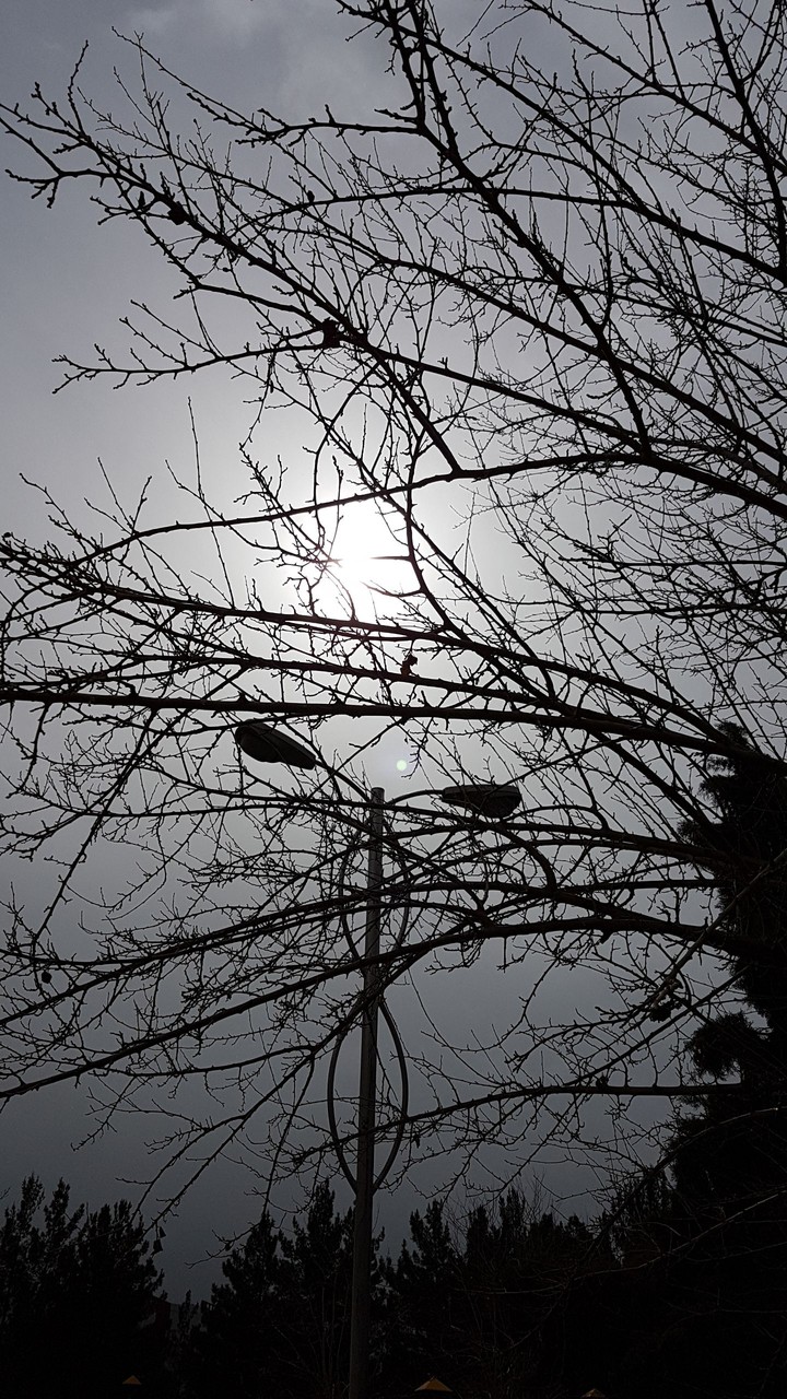 tree