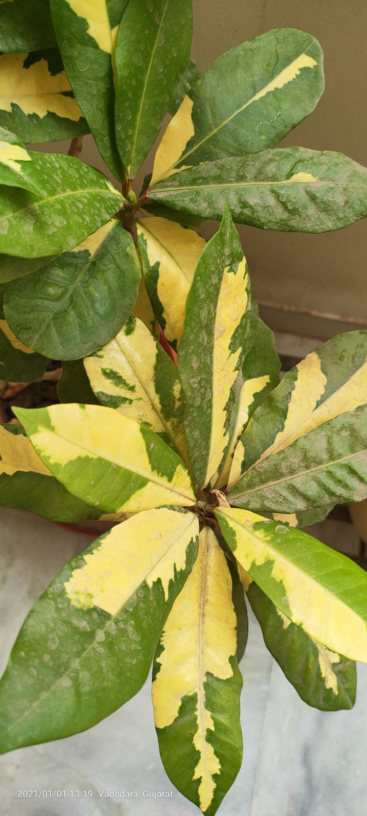 Green and Yellow leaves