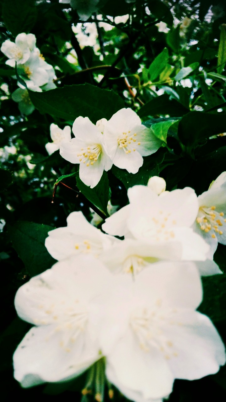 flowers
