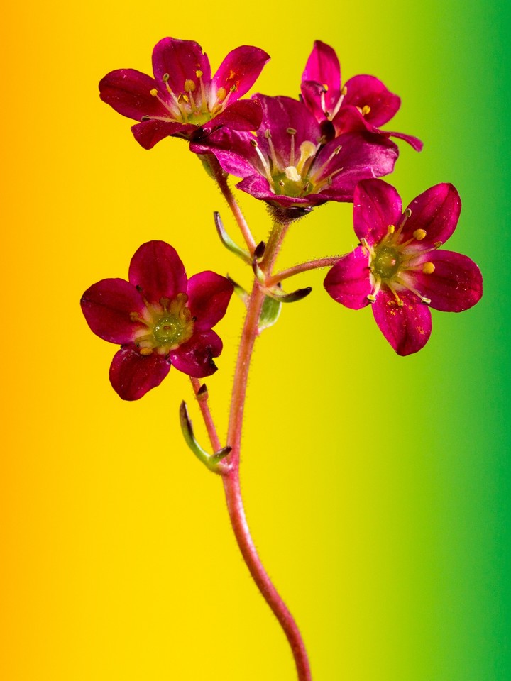 Gradient Background